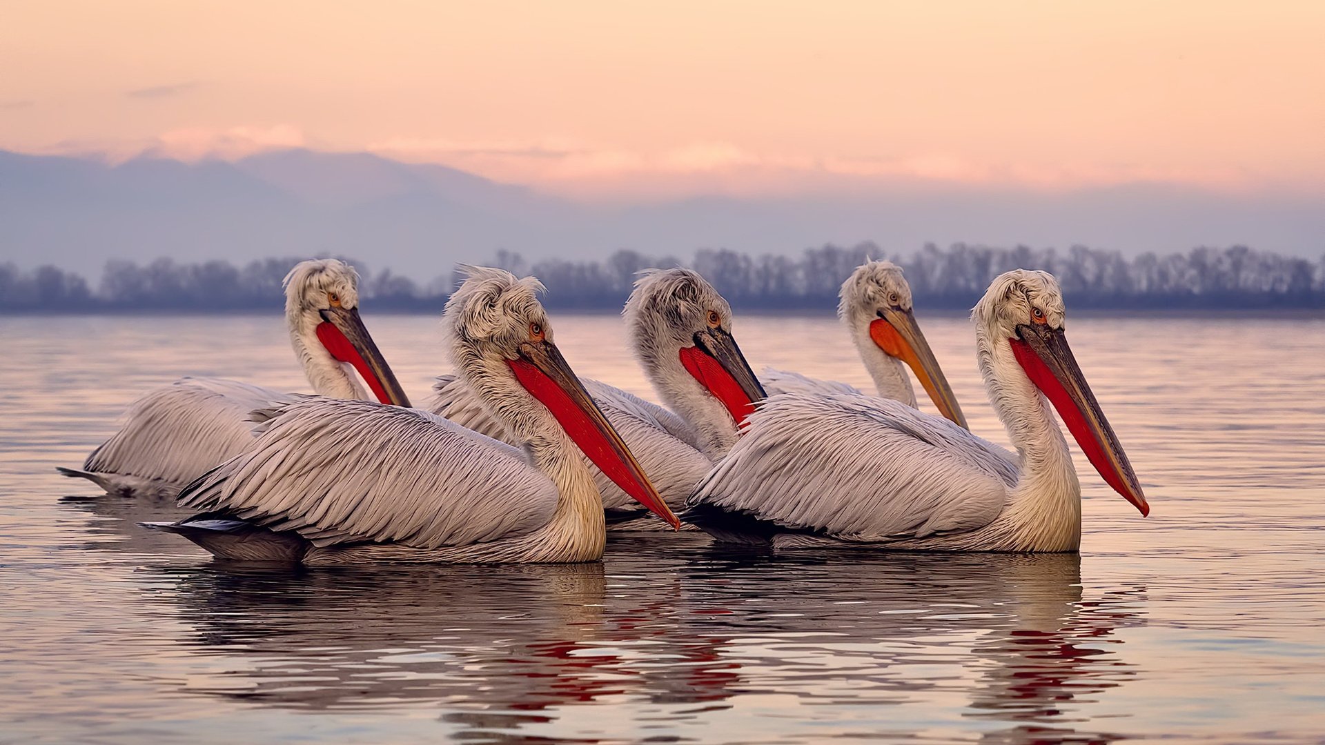 乐鱼体育官网投注-2024年德国队表现：乒乓世界杯赛场的拼搏精神，14年德国乒乓球世界杯
