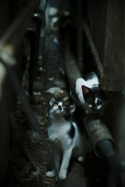 五大联赛变化战术元素如何影响球员数据表现，五大联赛的打法风格