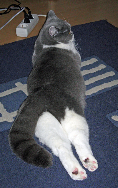 乐鱼体育官网优惠-博卡替补前锋错失绝佳得分机会，博卡vs