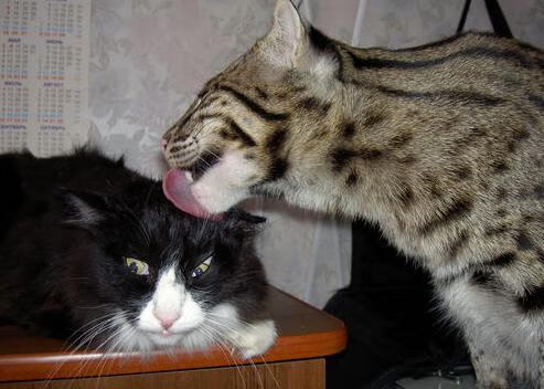 乐鱼体育平台登录-数据证实：自由泳划频并非越快越好，自由泳 划频