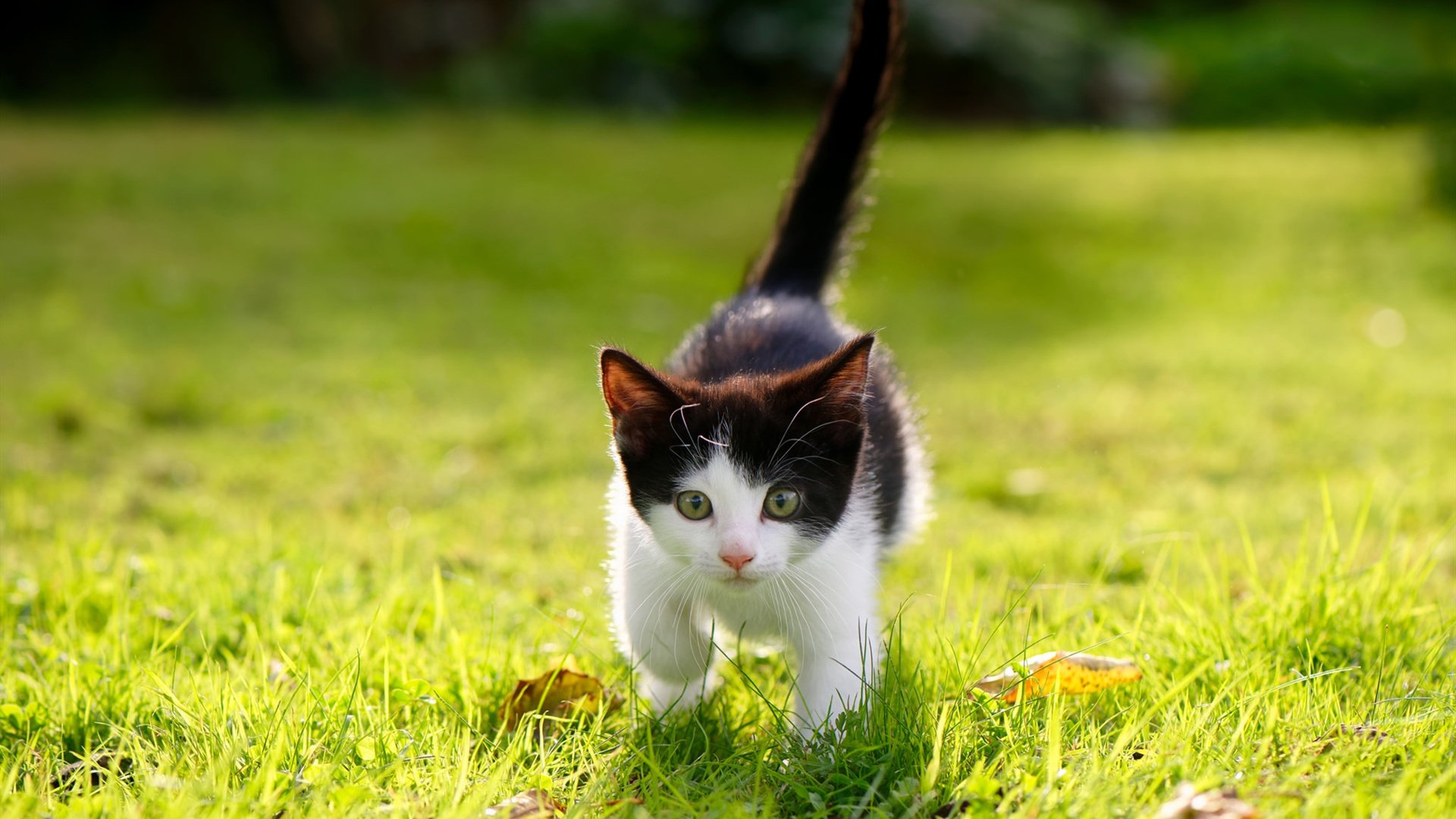 乐鱼体育在线官网-男子200混德国双将稳中求进，德国男子团体