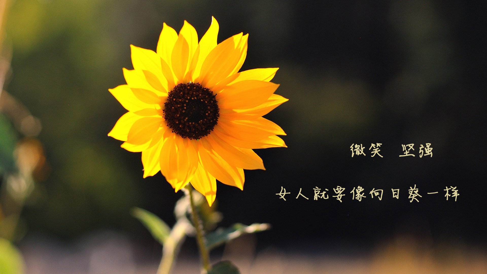 青少年足球参与度持续走低,青少年足球未来